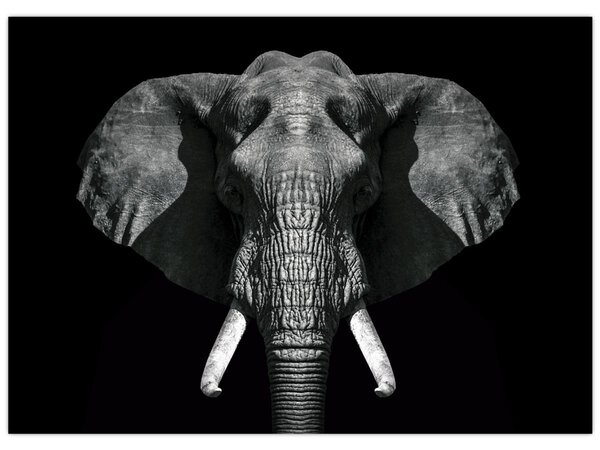 Tablou - Elefant pe fundal negru (70x50 cm)