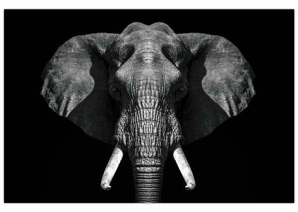 Tablou - Elefant pe fundal negru (90x60 cm)