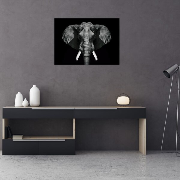 Tablou - Elefant pe fundal negru (70x50 cm)