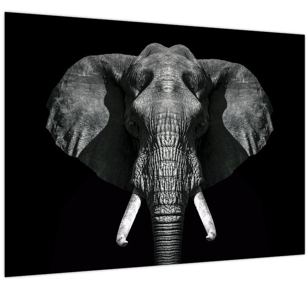 Tablou - Elefant pe fundal negru (70x50 cm)