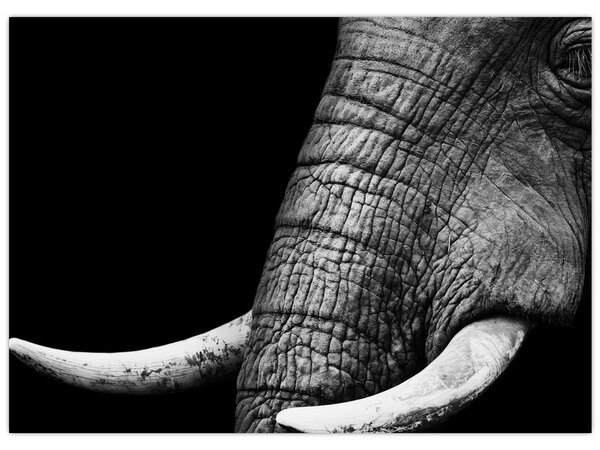 Tablou - Colți de elefant (70x50 cm)