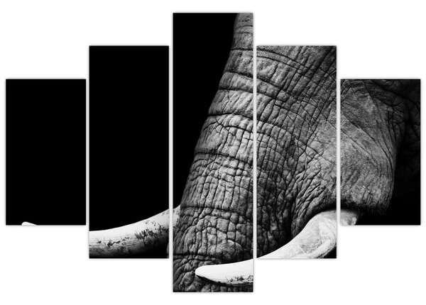 Tablou - Colți de elefant (150x105 cm)