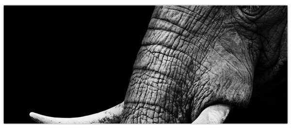 Tablou - Colți de elefant (120x50 cm)