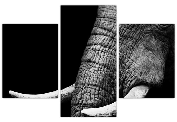 Tablou - Colți de elefant (90x60 cm)
