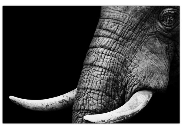 Tablou - Colți de elefant (90x60 cm)
