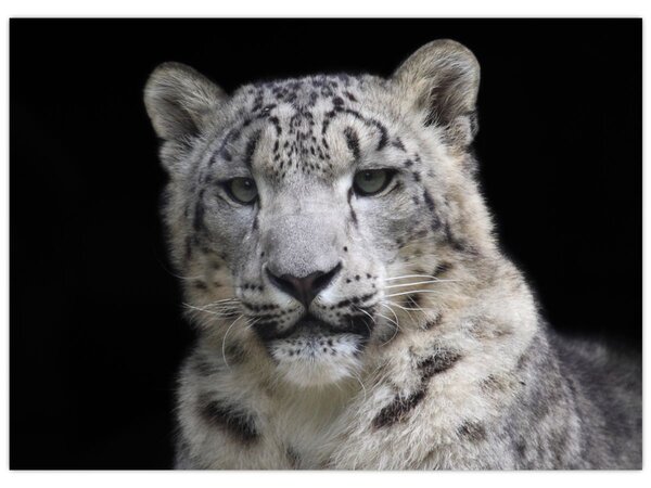 Tablou - Snow Leopard (70x50 cm)