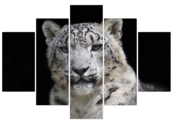 Tablou - Snow Leopard (150x105 cm)