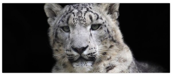 Tablou - Snow Leopard (120x50 cm)