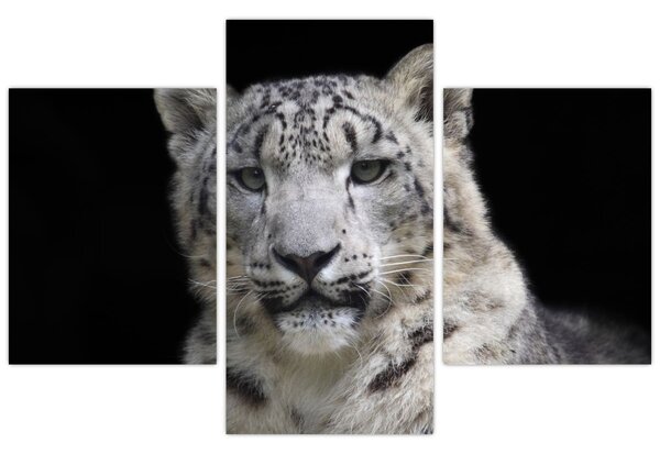 Tablou - Snow Leopard (90x60 cm)