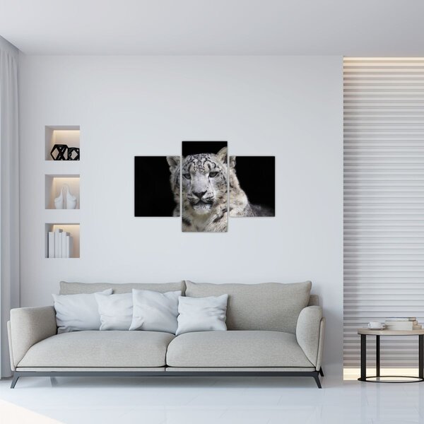 Tablou - Snow Leopard (90x60 cm)