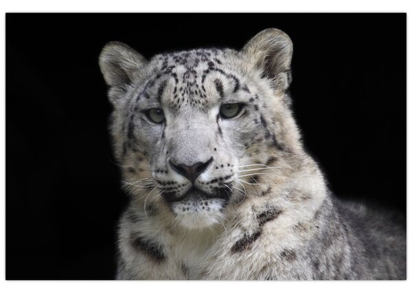 Tablou - Snow Leopard (90x60 cm)