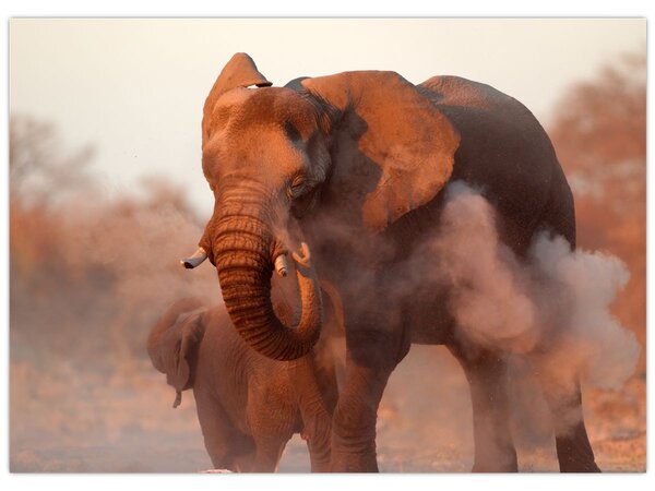 Tablou - Marele elefant african (70x50 cm)