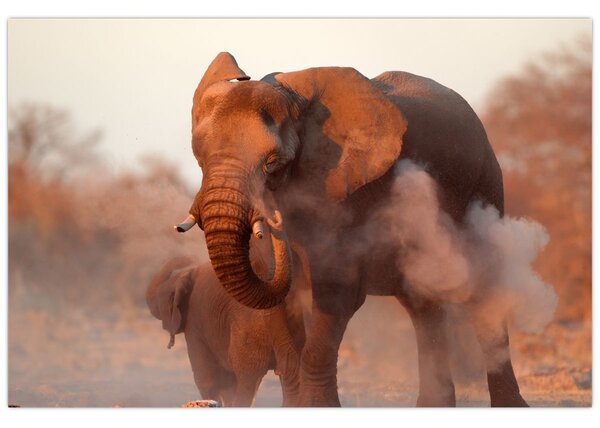 Tablou - Marele elefant african (90x60 cm)