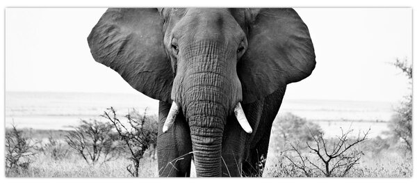 Tablou - Elefantul african II. (120x50 cm)