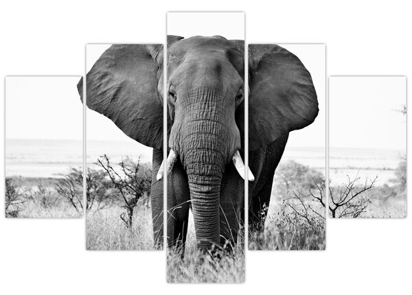 Tablou - Elefantul african II. (150x105 cm)