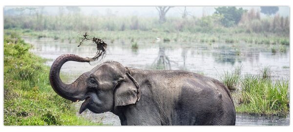 Tablou - Elefant de scăldat (120x50 cm)