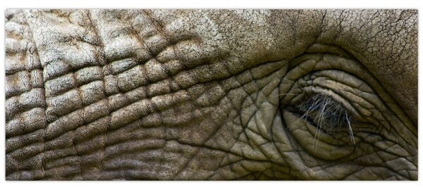 Tablou - Prim-planul ochiului de elefant vechi (120x50 cm)