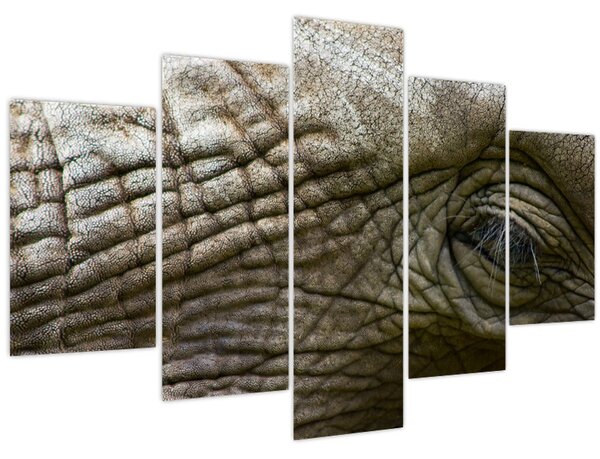 Tablou - Prim-planul ochiului de elefant vechi (150x105 cm)