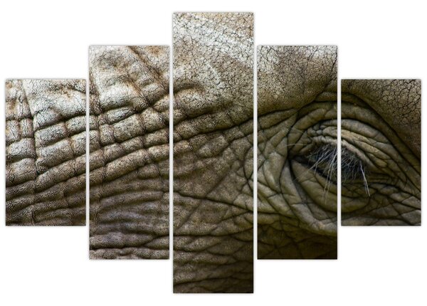 Tablou - Prim-planul ochiului de elefant vechi (150x105 cm)