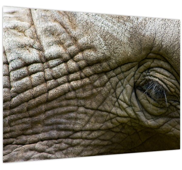 Tablou - Prim-planul ochiului de elefant vechi (70x50 cm)