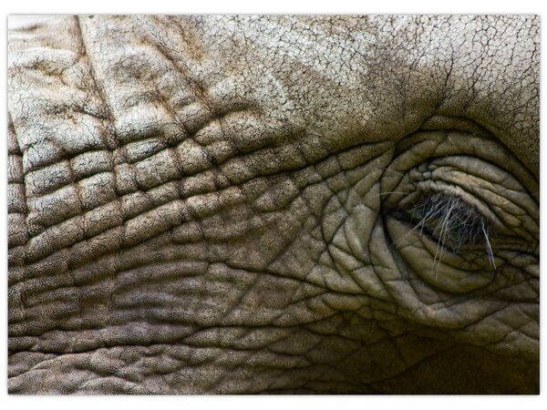 Tablou - Prim-planul ochiului de elefant vechi (70x50 cm)