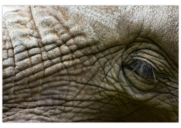 Tablou - Prim-planul ochiului de elefant vechi (90x60 cm)
