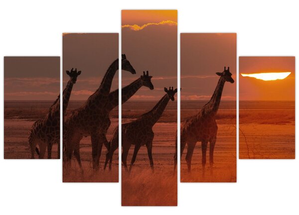Tablou - Girafe în savana africană (150x105 cm)