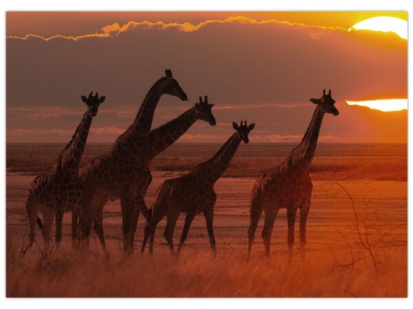 Tablou - Girafe în savana africană (70x50 cm)