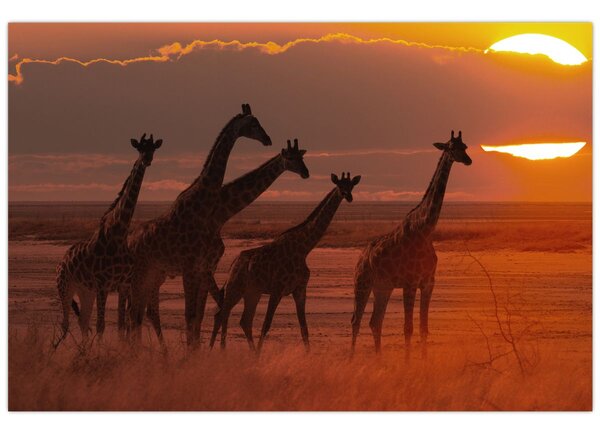 Tablou - Girafe în savana africană (90x60 cm)