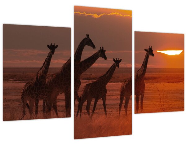 Tablou - Girafe în savana africană (90x60 cm)