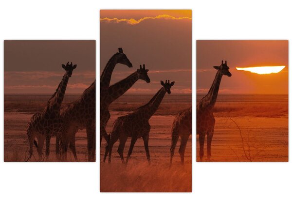 Tablou - Girafe în savana africană (90x60 cm)