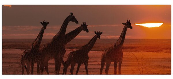 Tablou - Girafe în savana africană (120x50 cm)