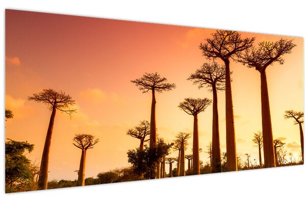 Tablou - Apus de soare pe Aleea Baobabilor (120x50 cm)