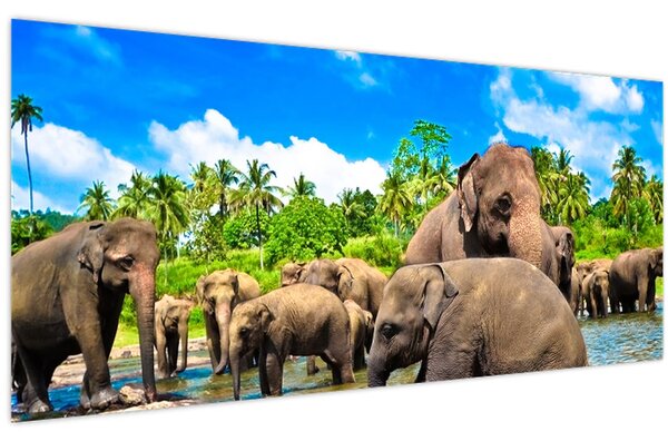 Tablou - Elefanți, Sri Lanka (120x50 cm)
