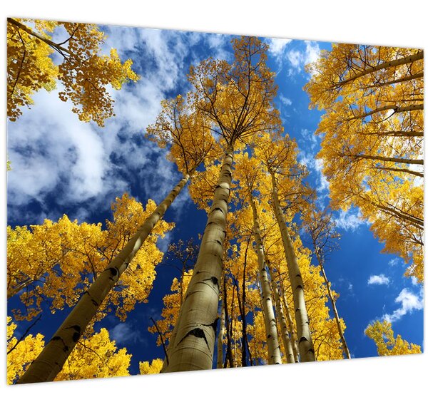 Tablou - Aspen (70x50 cm)