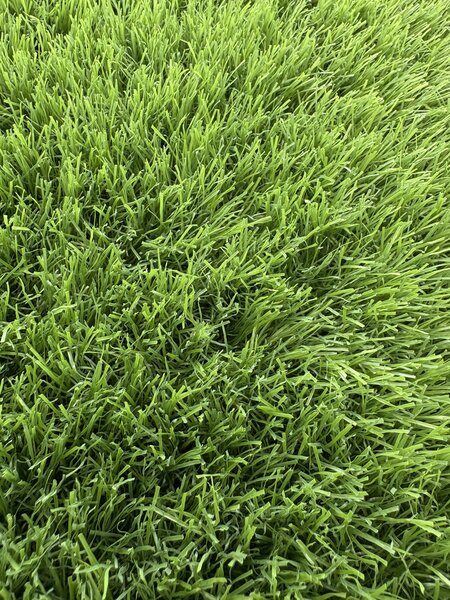 Gazon Artificial Sri Lanka, Inaltime Fir 40 mm, Latime 1m, Marime 100 x 100 cm, Verde, Antialergic, Polipropilena, Curte, Terasa, Balcon, Piscina, Loc