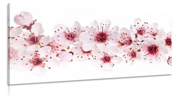 Tablou flori de cires