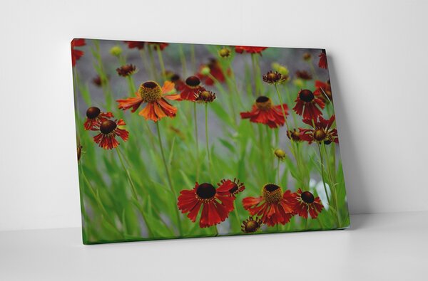 Tablou canvas : Flori uscate