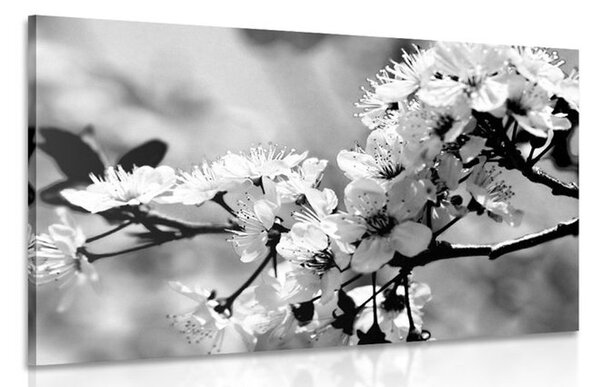 Tablou floare de cires alb-negru