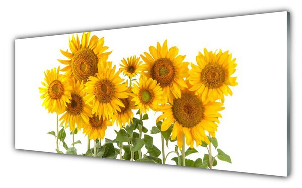 Tablou pe sticla Floarea soarelui Floral aur galben verde