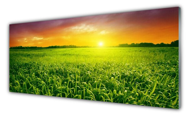 Panou sticla bucatarie Cereale Câmp Sunrise Floral Verde Roșu