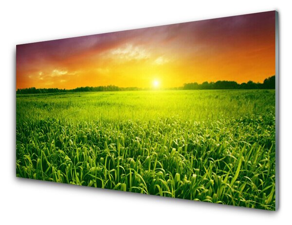 Panou sticla bucatarie Cereale Câmp Sunrise Floral Verde Roșu