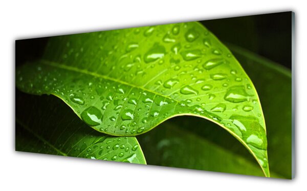 Panou sticla bucatarie Picături de rouă Leaf Floral Verde