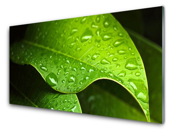 Panou sticla bucatarie Picături de rouă Leaf Floral Verde