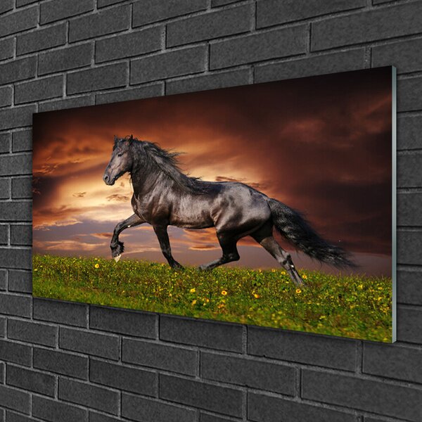 Tablou pe sticla Black Horse Meadow Animale Negru Verde Roșu