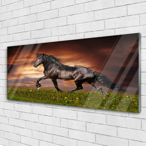 Tablou pe sticla Black Horse Meadow Animale Negru Verde Roșu