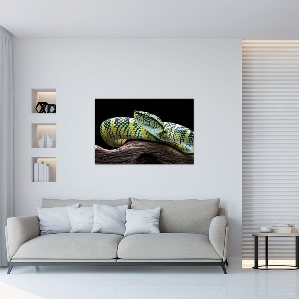 Tablou - Șarpele cu clopoței al lui Wagler (90x60 cm)