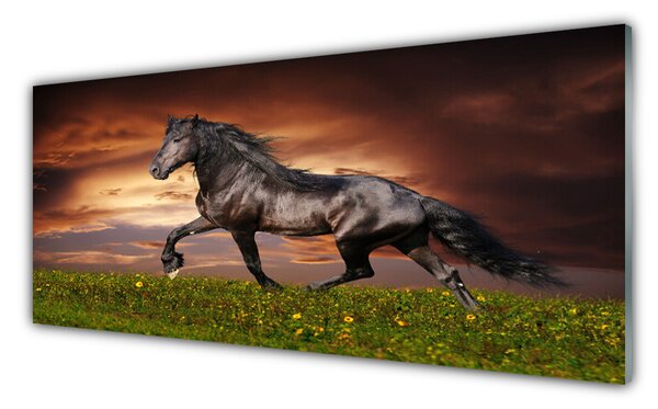 Tablou pe sticla Black Horse Meadow Animale Negru Verde Roșu