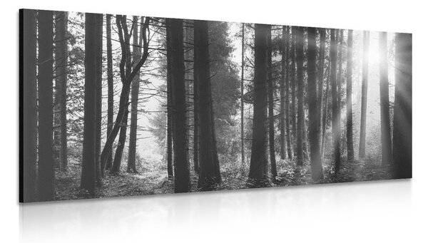 Tablou pădure luminată de soare în design alb-negru