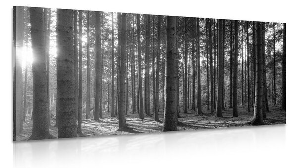Tablou dimineața în pădure în design alb-negru